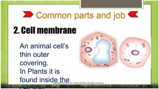 Common parts and job
2. Cell membrane
An animal cell’s
thin outer
• thinouter
covering.
covering.
In Plants it is
found inside the

Copyright © 2013, Mr. Hasan Al-Dika. All rights reserved

 
