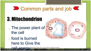 Common parts and job
3. Mitochondrion
o The

power plant of
the cell
o food is burned
here to Give the
cell energy.

Copyright © 2013, Mr. Hasan Al-Dika. All rights reserved

 