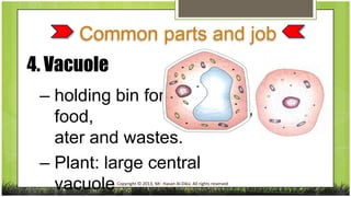 Common parts and job
4. Vacuole
– holding bin for
food,
ater and wastes.
– Plant: large central
vacuole

Copyright © 2013,...