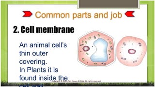 Common parts and job
2. Cell membrane
An animal cell’s
thin outer
• thinouter
covering.
covering.
In Plants it is
found in...