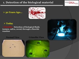  Today
• Crimelite : Detection of biological fluids
(semen, saliva, sweat) through a fluoride
reaction
1. Detection of the biological material
 30 Years Ago…
Normal View Crimelite View
 