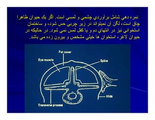 ‫ﻟﻤﺴﻲ‬ ‫و‬ ‫ﭼﺸﻤﻲ‬ ‫ﺑﺮﺁوردي‬ ‫ﺷﺎﻣﻞ‬ ‫دهﻲ‬ ‫ﻥﻤﺮﻩ‬‫ﻟﻤﺴﻲ‬ ‫و‬ ‫ﭼﺸﻤﻲ‬ ‫ﺑﺮﺁوردي‬ ‫ﺷﺎﻣﻞ‬ ‫دهﻲ‬ ‫ﻥﻤﺮﻩ‬‫اﺳﺖ‬‫اﺳﺖ‬..‫ﻇﺎهﺮا‬ ‫ﺣﻴﻮان‬ ‫ﻳﻚ‬ ‫اﮔﺮ‬‫ﻇﺎهﺮا‬ ‫ﺣﻴﻮان‬ ‫ﻳﻚ‬ ‫اﮔﺮ‬
‫ﺳﺎﺧﺘﻤﺎن‬ ‫و‬ ،‫ﺷﻮد‬ ‫ﺣﺲ‬ ‫ﭼﺮﺑﻲ‬ ‫زﻳﺮ‬ ‫در‬ ‫ﻥﻤﻴﺘﻮاﻥﺪ‬ ‫ﺁن‬ ‫ﻟﮕﻦ‬ ،‫اﺳﺖ‬ ‫ﭼﺎق‬‫ﺳﺎﺧﺘﻤﺎن‬ ‫و‬ ،‫ﺷﻮد‬ ‫ﺣﺲ‬ ‫ﭼﺮﺑﻲ‬ ‫زﻳﺮ‬ ‫در‬ ‫ﻥﻤﻴﺘﻮاﻥﺪ‬ ‫ﺁن‬ ‫ﻟﮕﻦ‬ ،‫اﺳﺖ‬ ‫ﭼﺎق‬
‫ﺷﻮد‬ ‫ﻥﻤﻲ‬ ‫ﻟﻤﺲ‬ ‫آﻔﻞ‬ ‫ﻳﺎ‬ ‫و‬ ‫دم‬ ‫اﻥﺘﻬﺎي‬ ‫در‬ ‫ﻥﻴﺰ‬ ‫اﺳﺘﺨﻮاﻥﻲ‬‫ﺷﻮد‬ ‫ﻥﻤﻲ‬ ‫ﻟﻤﺲ‬ ‫آﻔﻞ‬ ‫ﻳﺎ‬ ‫و‬ ‫دم‬ ‫اﻥﺘﻬﺎي‬ ‫در‬ ‫ﻥﻴﺰ‬ ‫اﺳﺘﺨﻮاﻥﻲ‬..‫در‬‫در‬‫در‬ ‫ﺣﺎﻟﻴﻜﻪ‬‫در‬ ‫ﺣﺎﻟﻴﻜﻪ‬
‫ﺑﺎﺷﺪ‬ ‫ﻣﻲ‬ ‫زدﻩ‬ ‫ﺑﻴﺮون‬ ‫و‬ ‫ﻣﺸﺨﺺ‬ ‫ﺧﻴﻠﻲ‬ ‫هﺎ‬ ‫اﺳﺘﺨﻮان‬ ،‫ﻻﻏﺮ‬ ‫ﺣﻴﻮان‬‫ﺑﺎﺷﺪ‬ ‫ﻣﻲ‬ ‫زدﻩ‬ ‫ﺑﻴﺮون‬ ‫و‬ ‫ﻣﺸﺨﺺ‬ ‫ﺧﻴﻠﻲ‬ ‫هﺎ‬ ‫اﺳﺘﺨﻮان‬ ،‫ﻻﻏﺮ‬ ‫ﺣﻴﻮان‬..
 