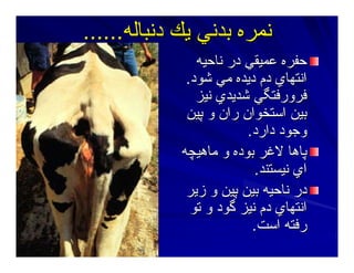 ‫دﻥﺒﺎﻟﻪ‬ ‫ﻳﻚ‬ ‫ﺑﺪﻥﻲ‬ ‫ﻥﻤﺮﻩ‬‫دﻥﺒﺎﻟﻪ‬ ‫ﻳﻚ‬ ‫ﺑﺪﻥﻲ‬ ‫ﻥﻤﺮﻩ‬............
‫ﻥﺎﺣﻴﻪ‬ ‫در‬ ‫ﻋﻤﻴﻘﻲ‬ ‫ﺣﻔﺮﻩ‬‫ﻥﺎﺣﻴﻪ‬ ‫در‬ ‫ﻋﻤﻴﻘﻲ‬ ‫ﺣﻔﺮﻩ‬
‫ﺷﻮد‬ ‫ﻣﻲ‬ ‫دﻳﺪﻩ‬ ‫دم‬ ‫اﻥﺘﻬﺎي‬‫ﺷﻮد‬ ‫ﻣﻲ‬ ‫دﻳﺪﻩ‬ ‫دم‬ ‫اﻥﺘﻬﺎي‬..
‫ﻥﻴﺰ‬ ‫ﺷﺪﻳﺪي‬ ‫ﻓﺮورﻓﺘﮕﻲ‬‫ﻥﻴﺰ‬ ‫ﺷﺪﻳﺪي‬ ‫ﻓﺮورﻓﺘﮕﻲ‬
‫ﭘﻴﻦ‬ ‫و‬ ‫ران‬ ‫اﺳﺘﺨﻮان‬ ‫ﺑﻴﻦ‬‫ﭘﻴﻦ‬ ‫و‬ ‫ران‬ ‫اﺳﺘﺨﻮان‬ ‫ﺑﻴﻦ‬
‫دارد‬ ‫وﺝﻮد‬‫دارد‬ ‫وﺝﻮد‬..
‫ﻣﺎهﻴﭽﻪ‬ ‫و‬ ‫ﺑﻮدﻩ‬ ‫ﻻﻏﺮ‬ ‫ﭘﺎهﺎ‬‫ﻣﺎهﻴﭽﻪ‬ ‫و‬ ‫ﺑﻮدﻩ‬ ‫ﻻﻏﺮ‬ ‫ﭘﺎهﺎ‬
‫ﻥﻴﺴﺘﻨﺪ‬ ‫اي‬‫ﻥﻴﺴﺘﻨﺪ‬ ‫اي‬..
‫زﻳﺮ‬ ‫و‬ ‫ﭘﻴﻦ‬ ‫ﺑﻴﻦ‬ ‫ﻥﺎﺣﻴﻪ‬ ‫در‬‫زﻳﺮ‬ ‫و‬ ‫ﭘﻴﻦ‬ ‫ﺑﻴﻦ‬ ‫ﻥﺎﺣﻴﻪ‬ ‫در‬
‫ﺕﻮ‬ ‫و‬ ‫ﮔﻮد‬ ‫ﻥﻴﺰ‬ ‫دم‬ ‫اﻥﺘﻬﺎي‬‫ﺕﻮ‬ ‫و‬ ‫ﮔﻮد‬ ‫ﻥﻴﺰ‬ ‫دم‬ ‫اﻥﺘﻬﺎي‬
‫اﺳﺖ‬ ‫رﻓﺘﻪ‬‫اﺳﺖ‬ ‫رﻓﺘﻪ‬..
 