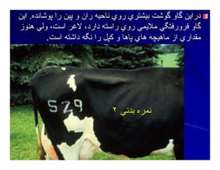 ‫ﭘﻮﺷﺎﻥﺪﻩ‬ ‫را‬ ‫ﭘﻴﻦ‬ ‫و‬ ‫ران‬ ‫ﻥﺎﺣﻴﻪ‬ ‫روي‬ ‫ﺑﻴﺸﺘﺮي‬ ‫ﮔﻮﺷﺖ‬ ‫ﮔﺎو‬ ‫دراﻳﻦ‬‫ﭘﻮﺷﺎﻥﺪﻩ‬ ‫را‬ ‫ﭘﻴﻦ‬ ‫و‬ ‫ران‬ ‫ﻥﺎﺣﻴﻪ‬ ‫روي‬ ‫ﺑﻴﺸﺘﺮي‬ ‫ﮔﻮﺷﺖ‬ ‫ﮔﺎو‬ ‫دراﻳﻦ‬..‫اﻳﻦ‬‫اﻳﻦ‬
‫هﻨﻮز‬ ‫وﻟﻲ‬ ،‫اﺳﺖ‬ ‫ﻻﻏﺮ‬ ،‫دارد‬ ‫راﺳﺘﻪ‬ ‫روي‬ ‫ﻣﻼﻳﻤﻲ‬ ‫ﻓﺮورﻓﺘﮕﻲ‬ ‫ﮔﺎو‬‫هﻨﻮز‬ ‫وﻟﻲ‬ ،‫اﺳﺖ‬ ‫ﻻﻏﺮ‬ ،‫دارد‬ ‫راﺳﺘﻪ‬ ‫روي‬ ‫ﻣﻼﻳﻤﻲ‬ ‫ﻓﺮورﻓﺘﮕﻲ‬ ‫ﮔﺎو‬
‫اﺳﺖ‬ ‫داﺷﺘﻪ‬ ‫ﻥﮕﻪ‬ ‫را‬ ‫آﭙﻞ‬ ‫و‬ ‫ﭘﺎهﺎ‬ ‫هﺎي‬ ‫ﻣﺎهﻴﭽﻪ‬ ‫از‬ ‫ﻣﻘﺪاري‬‫اﺳﺖ‬ ‫داﺷﺘﻪ‬ ‫ﻥﮕﻪ‬ ‫را‬ ‫آﭙﻞ‬ ‫و‬ ‫ﭘﺎهﺎ‬ ‫هﺎي‬ ‫ﻣﺎهﻴﭽﻪ‬ ‫از‬ ‫ﻣﻘﺪاري‬..
‫ﺑﺪﻥﻲ‬ ‫ﻥﻤﺮﻩ‬‫ﺑﺪﻥﻲ‬ ‫ﻥﻤﺮﻩ‬٢٢
 