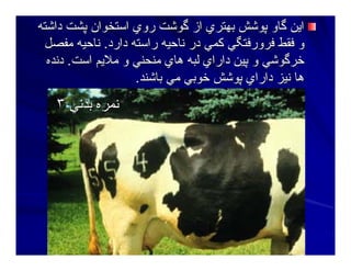 ‫داﺷﺘﻪ‬ ‫ﭘﺸﺖ‬ ‫اﺳﺘﺨﻮان‬ ‫روي‬ ‫ﮔﻮﺷﺖ‬ ‫از‬ ‫ﺑﻬﺘﺮي‬ ‫ﭘﻮﺷﺶ‬ ‫ﮔﺎو‬ ‫اﻳﻦ‬‫داﺷﺘﻪ‬ ‫ﭘﺸﺖ‬ ‫اﺳﺘﺨﻮان‬ ‫روي‬ ‫ﮔﻮﺷﺖ‬ ‫از‬ ‫ﺑﻬﺘﺮي‬ ‫ﭘﻮﺷﺶ‬ ‫ﮔﺎو‬ ‫اﻳﻦ‬
‫دارد‬ ‫راﺳﺘﻪ‬ ‫ﻥﺎﺣﻴﻪ‬ ‫در‬ ‫آﻤﻲ‬ ‫ﻓﺮورﻓﺘﮕﻲ‬ ‫ﻓﻘﻂ‬ ‫و‬‫دارد‬ ‫راﺳﺘﻪ‬ ‫ﻥﺎﺣﻴﻪ‬ ‫در‬ ‫آﻤﻲ‬ ‫ﻓﺮورﻓﺘﮕﻲ‬ ‫ﻓﻘﻂ‬ ‫و‬..‫ﻣﻔﺼﻞ‬ ‫ﻥﺎﺣﻴﻪ‬‫ﻣﻔﺼﻞ‬ ‫ﻥﺎﺣﻴﻪ‬
‫اﺳﺖ‬ ‫ﻣﻼﻳﻢ‬ ‫و‬ ‫ﻣﻨﺤﻨﻲ‬ ‫هﺎي‬ ‫ﻟﺒﻪ‬ ‫داراي‬ ‫ﭘﻴﻦ‬ ‫و‬ ‫ﺧﺮﮔﻮﺷﻲ‬‫اﺳﺖ‬ ‫ﻣﻼﻳﻢ‬ ‫و‬ ‫ﻣﻨﺤﻨﻲ‬ ‫هﺎي‬ ‫ﻟﺒﻪ‬ ‫داراي‬ ‫ﭘﻴﻦ‬ ‫و‬ ‫ﺧﺮﮔﻮﺷﻲ‬..‫دﻥﺪﻩ‬‫دﻥﺪﻩ‬
‫ﺑﺎﺷﻨﺪ‬ ‫ﻣﻲ‬ ‫ﺧﻮﺑﻲ‬ ‫ﭘﻮﺷﺶ‬ ‫داراي‬ ‫ﻥﻴﺰ‬ ‫هﺎ‬‫ﺑﺎﺷﻨﺪ‬ ‫ﻣﻲ‬ ‫ﺧﻮﺑﻲ‬ ‫ﭘﻮﺷﺶ‬ ‫داراي‬ ‫ﻥﻴﺰ‬ ‫هﺎ‬..
‫ﺑﺪﻥﻲ‬ ‫ﻥﻤﺮﻩ‬‫ﺑﺪﻥﻲ‬ ‫ﻥﻤﺮﻩ‬٣٣
 