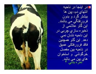 ‫ﻥﺎﺣﻴﻪ‬ ‫در‬ ‫اﻳﻨﺠﺎ‬ ‫در‬‫ﻥﺎﺣﻴﻪ‬ ‫در‬ ‫اﻳﻨﺠﺎ‬ ‫در‬
‫هﺎ‬ ‫ﭘﻴﻦ‬ ،‫دم‬ ‫اﻥﺘﻬﺎي‬‫هﺎ‬ ‫ﭘﻴﻦ‬ ،‫دم‬ ‫اﻥﺘﻬﺎي‬
‫ﺑﺪون‬ ‫و‬ ‫ﮔﺮد‬ ‫ﺑﻴﺸﺘﺮ‬‫ﺑﺪون‬ ‫و‬ ‫ﮔﺮد‬ ‫ﺑﻴﺸﺘﺮ‬
‫ﺑﺎﺷﻨﺪ‬ ‫ﻣﻲ‬ ‫ﻓﺮورﻓﺘﮕﻲ‬‫ﺑﺎﺷﻨﺪ‬ ‫ﻣﻲ‬ ‫ﻓﺮورﻓﺘﮕﻲ‬..
‫از‬ ‫ﻋﻼﺋﻤﻲ‬ ‫ﮔﺎو‬ ‫اﻳﻦ‬‫از‬ ‫ﻋﻼﺋﻤﻲ‬ ‫ﮔﺎو‬ ‫اﻳﻦ‬
‫در‬ ‫ﭼﺮﺑﻲ‬ ‫ﺳﺎزي‬ ‫ذﺧﻴﺮﻩ‬‫در‬ ‫ﭼﺮﺑﻲ‬ ‫ﺳﺎزي‬ ‫ذﺧﻴﺮﻩ‬
‫ﻥﻤﻲ‬ ‫ﻥﺸﺎن‬ ‫ﻥﺎﺣﻴﻪ‬ ‫اﻳﻦ‬‫ﻥﻤﻲ‬ ‫ﻥﺸﺎن‬ ‫ﻥﺎﺣﻴﻪ‬ ‫اﻳﻦ‬
‫دهﺪ‬‫دهﺪ‬..‫هﻤﭽﻨﻴﻦ‬ ‫ﮔﺎو‬ ‫اﻳﻦ‬‫هﻤﭽﻨﻴﻦ‬ ‫ﮔﺎو‬ ‫اﻳﻦ‬
‫ﻋﻤﻴﻖ‬ ‫ﻓﺮورﻓﺘﻜﻲ‬ ‫ﻓﺎﻗﺪ‬‫ﻋﻤﻴﻖ‬ ‫ﻓﺮورﻓﺘﻜﻲ‬ ‫ﻓﺎﻗﺪ‬
‫ﻣﻔﺼﻞ‬ ‫ﺑﻴﻦ‬ ‫ﻥﺎﺣﻴﻪ‬ ‫در‬‫ﻣﻔﺼﻞ‬ ‫ﺑﻴﻦ‬ ‫ﻥﺎﺣﻴﻪ‬ ‫در‬
‫اﺳﺘﺨﻮان‬ ‫و‬ ‫ﺧﺮﮔﻮﺷﻲ‬‫اﺳﺘﺨﻮان‬ ‫و‬ ‫ﺧﺮﮔﻮﺷﻲ‬
‫ﺑﺎﺷﺪ‬ ‫ﻣﻲ‬ ‫ﭘﻴﻦ‬ ‫هﺎي‬‫ﺑﺎﺷﺪ‬ ‫ﻣﻲ‬ ‫ﭘﻴﻦ‬ ‫هﺎي‬..
‫ﺑﺪﻥﻲ‬ ‫ﻥﻤﺮﻩ‬‫ﺑﺪﻥﻲ‬ ‫ﻥﻤﺮﻩ‬٣٣
 