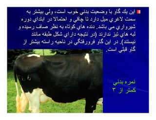 ‫ﺑﻪ‬ ‫ﺑﻴﺸﺘﺮ‬ ‫وﻟﻲ‬ ،‫اﺳﺖ‬ ‫ﺧﻮب‬ ‫ﺑﺪﻥﻲ‬ ‫وﺿﻌﻴﺖ‬ ‫ﺑﺎ‬ ‫ﮔﺎو‬ ‫ﻳﻚ‬ ‫اﻳﻦ‬‫ﺑﻪ‬ ‫ﺑﻴﺸﺘﺮ‬ ‫وﻟﻲ‬ ،‫اﺳﺖ‬ ‫ﺧﻮب‬ ‫ﺑﺪﻥﻲ‬ ‫وﺿﻌﻴﺖ‬ ‫ﺑﺎ‬ ‫ﮔﺎو‬ ‫ﻳﻚ‬ ‫اﻳﻦ‬
‫دورﻩ‬ ‫اﺑﺘﺪاي‬ ‫در‬ ‫اﺣﺘﻤﺎﻻ‬ ‫و‬ ‫ﭼﺎﻗﻲ‬ ‫ﺕﺎ‬ ‫دارد‬ ‫ﻣﻴﻞ‬ ‫ﻻﻏﺮي‬ ‫ﺳﻤﺖ‬‫دورﻩ‬ ‫اﺑﺘﺪاي‬ ‫در‬ ‫اﺣﺘﻤﺎﻻ‬ ‫و‬ ‫ﭼﺎﻗﻲ‬ ‫ﺕﺎ‬ ‫دارد‬ ‫ﻣﻴﻞ‬ ‫ﻻﻏﺮي‬ ‫ﺳﻤﺖ‬
‫ﺑﺎﺷﺪ‬ ‫ﻣﻲ‬ ‫ﺷﻴﺮواري‬‫ﺑﺎﺷﺪ‬ ‫ﻣﻲ‬ ‫ﺷﻴﺮواري‬..‫و‬ ‫رﺳﻴﺪﻩ‬ ‫ﺻﺎف‬ ‫ﻥﻈﺮ‬ ‫ﺑﻪ‬ ‫آﻮﺕﺎﻩ‬ ‫هﺎي‬ ‫دﻥﺪﻩ‬‫و‬ ‫رﺳﻴﺪﻩ‬ ‫ﺻﺎف‬ ‫ﻥﻈﺮ‬ ‫ﺑﻪ‬ ‫آﻮﺕﺎﻩ‬ ‫هﺎي‬ ‫دﻥﺪﻩ‬
‫ﻥﺪارﻥﺪ‬ ‫ﺕﻴﺰ‬ ‫هﺎي‬ ‫ﻟﺒﻪ‬‫ﻥﺪارﻥﺪ‬ ‫ﺕﻴﺰ‬ ‫هﺎي‬ ‫ﻟﺒﻪ‬))‫ﻣﺎﻥﻨﺪ‬ ‫ﻃﺒﻘﻪ‬ ‫ﺷﻜﻞ‬ ‫داراي‬ ‫ﻥﺘﻴﺠﻪ‬ ‫در‬‫ﻣﺎﻥﻨﺪ‬ ‫ﻃﺒﻘﻪ‬ ‫ﺷﻜﻞ‬ ‫داراي‬ ‫ﻥﺘﻴﺠﻪ‬ ‫در‬
‫ﻥﻴﺴﺘﻨﺪ‬‫ﻥﻴﺴﺘﻨﺪ‬.(.(‫از‬ ‫ﺑﻴﺸﺘﺮ‬ ‫راﺳﺘﻪ‬ ‫ﻥﺎﺣﻴﻪ‬ ‫در‬ ‫ﻓﺮورﻓﺘﮕﻲ‬ ‫ﮔﺎو‬ ‫اﻳﻦ‬ ‫در‬‫از‬ ‫ﺑﻴﺸﺘﺮ‬ ‫راﺳﺘﻪ‬ ‫ﻥﺎﺣﻴﻪ‬ ‫در‬ ‫ﻓﺮورﻓﺘﮕﻲ‬ ‫ﮔﺎو‬ ‫اﻳﻦ‬ ‫در‬
‫اﺳﺖ‬ ‫ﻗﺒﻠﻲ‬ ‫ﮔﺎو‬‫اﺳﺖ‬ ‫ﻗﺒﻠﻲ‬ ‫ﮔﺎو‬..
‫ﺑﺪﻥﻲ‬ ‫ﻥﻤﺮﻩ‬‫ﺑﺪﻥﻲ‬ ‫ﻥﻤﺮﻩ‬
‫از‬ ‫آﻤﺘﺮ‬‫از‬ ‫آﻤﺘﺮ‬٣٣
 