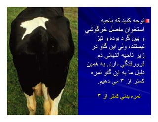 ‫ﻥﺎﺣﻴﻪ‬ ‫آﻪ‬ ‫آﻨﻴﺪ‬ ‫ﺕﻮﺝﻪ‬‫ﻥﺎﺣﻴﻪ‬ ‫آﻪ‬ ‫آﻨﻴﺪ‬ ‫ﺕﻮﺝﻪ‬
‫ﺧﺮﮔﻮﺷﻲ‬ ‫ﻣﻔﺼﻞ‬ ‫اﺳﺘﺨﻮان‬‫ﺧﺮﮔﻮﺷﻲ‬ ‫ﻣﻔﺼﻞ‬ ‫اﺳﺘﺨﻮان‬
‫ﺕﻴﺰ‬ ‫و‬ ‫ﺑﻮدﻩ‬ ‫ﮔﺮد‬ ‫ﭘﻴﻦ‬ ‫و‬‫ﺕﻴﺰ‬ ‫و‬ ‫ﺑﻮدﻩ‬ ‫ﮔﺮد‬ ‫ﭘﻴﻦ‬ ‫و‬
‫در‬ ‫ﮔﺎو‬ ‫اﻳﻦ‬ ‫وﻟﻲ‬ ،‫ﻥﻴﺴﺘﻨﺪ‬‫در‬ ‫ﮔﺎو‬ ‫اﻳﻦ‬ ‫وﻟﻲ‬ ،‫ﻥﻴﺴﺘﻨﺪ‬
‫دم‬ ‫اﻥﺘﻬﺎﺋﻲ‬ ‫ﻥﺎﺣﻴﻪ‬ ‫زﻳﺮ‬‫دم‬ ‫اﻥﺘﻬﺎﺋﻲ‬ ‫ﻥﺎﺣﻴﻪ‬ ‫زﻳﺮ‬
‫دارد‬ ‫ﻓﺮورﻓﺘﮕﻲ‬‫دارد‬ ‫ﻓﺮورﻓﺘﮕﻲ‬..‫هﻤﻴﻦ‬ ‫ﺑﻪ‬‫هﻤﻴﻦ‬ ‫ﺑﻪ‬
‫ﻥﻤﺮﻩ‬ ‫ﮔﺎو‬ ‫اﻳﻦ‬ ‫ﺑﻪ‬ ‫ﻣﺎ‬ ‫دﻟﻴﻞ‬‫ﻥﻤﺮﻩ‬ ‫ﮔﺎو‬ ‫اﻳﻦ‬ ‫ﺑﻪ‬ ‫ﻣﺎ‬ ‫دﻟﻴﻞ‬
‫از‬ ‫آﻤﺘﺮ‬‫از‬ ‫آﻤﺘﺮ‬٣٣‫دهﻴﻢ‬ ‫ﻣﻲ‬‫دهﻴﻢ‬ ‫ﻣﻲ‬..
‫ﺑﺪﻥﻲ‬ ‫ﻥﻤﺮﻩ‬‫ﺑﺪﻥﻲ‬ ‫ﻥﻤﺮﻩ‬‫از‬ ‫آﻤﺘﺮ‬‫از‬ ‫آﻤﺘﺮ‬٣٣
 