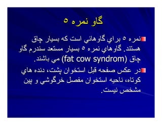 ‫ﻥﻤﺮﻩ‬ ‫ﮔﺎو‬‫ﻥﻤﺮﻩ‬ ‫ﮔﺎو‬٥٥
‫ﻥﻤﺮﻩ‬‫ﻥﻤﺮﻩ‬٥٥‫ﭼﺎق‬ ‫ﺑﺴﻴﺎر‬ ‫آﻪ‬ ‫اﺳﺖ‬ ‫ﮔﺎوهﺎﺋﻲ‬ ‫ﺑﺮاي‬‫ﭼﺎق‬ ‫ﺑﺴﻴﺎر‬ ‫آﻪ‬ ‫اﺳﺖ‬ ‫ﮔﺎوهﺎﺋﻲ‬ ‫ﺑﺮاي‬
‫هﺴﺘﻨﺪ‬‫هﺴﺘﻨﺪ‬..‫ﻥﻤﺮﻩ‬ ‫ﮔﺎوهﺎي‬‫ﻥﻤﺮﻩ‬ ‫ﮔﺎوهﺎي‬٥٥‫ﮔﺎو‬ ‫ﺳﻨﺪرم‬ ‫ﻣﺴﺘﻌﺪ‬ ‫ﺑﺴﻴﺎر‬‫ﮔﺎو‬ ‫ﺳﻨﺪرم‬ ‫ﻣﺴﺘﻌﺪ‬ ‫ﺑﺴﻴﺎر‬
‫ﭼﺎق‬‫ﭼﺎق‬))fat cowfat cow syndromsyndrom((‫ﺑﺎﺷﻨﺪ‬ ‫ﻣﻲ‬‫ﺑﺎﺷﻨﺪ‬ ‫ﻣﻲ‬..
‫هﺎي‬ ‫دﻥﺪﻩ‬ ،‫ﭘﺸﺖ‬ ‫اﺳﺘﺨﻮان‬ ‫ﻗﺒﻞ‬ ‫ﺻﻔﺤﻪ‬ ‫ﻋﻜﺲ‬ ‫در‬‫هﺎي‬ ‫دﻥﺪﻩ‬ ،‫ﭘﺸﺖ‬ ‫اﺳﺘﺨﻮان‬ ‫ﻗﺒﻞ‬ ‫ﺻﻔﺤﻪ‬ ‫ﻋﻜﺲ‬ ‫در‬
‫ﭘﻴﻦ‬ ‫و‬ ‫ﺧﺮﮔﻮﺷﻲ‬ ‫ﻣﻔﺼﻞ‬ ‫اﺳﺘﺨﻮان‬ ‫ﻥﺎﺣﻴﻪ‬ ،‫آﻮﺕﺎﻩ‬‫ﭘﻴﻦ‬ ‫و‬ ‫ﺧﺮﮔﻮﺷﻲ‬ ‫ﻣﻔﺼﻞ‬ ‫اﺳﺘﺨﻮان‬ ‫ﻥﺎﺣﻴﻪ‬ ،‫آﻮﺕﺎﻩ‬
‫ﻥﻴﺴﺖ‬ ‫ﻣﺸﺨﺺ‬‫ﻥﻴﺴﺖ‬ ‫ﻣﺸﺨﺺ‬..
 