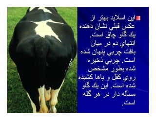 ‫از‬ ‫ﺑﻬﺘﺮ‬ ‫اﺳﻼﻳﺪ‬ ‫اﻳﻦ‬‫از‬ ‫ﺑﻬﺘﺮ‬ ‫اﺳﻼﻳﺪ‬ ‫اﻳﻦ‬
‫دهﻨﺪﻩ‬ ‫ﻥﺸﺎن‬ ‫ﻗﺒﻠﻲ‬ ‫ﻋﻜﺲ‬‫دهﻨﺪﻩ‬ ‫ﻥﺸﺎن‬ ‫ﻗﺒﻠﻲ‬ ‫ﻋﻜﺲ‬
‫اﺳﺖ‬ ‫ﭼﺎق‬ ‫ﮔﺎو‬ ‫ﻳﻚ‬‫اﺳﺖ‬ ‫ﭼﺎق‬ ‫ﮔﺎو‬ ‫ﻳﻚ‬..
‫ﻣﻴﺎن‬ ‫در‬ ‫دم‬ ‫اﻥﺘﻬﺎي‬‫ﻣﻴﺎن‬ ‫در‬ ‫دم‬ ‫اﻥﺘﻬﺎي‬
‫ﺷﺪﻩ‬ ‫ﭘﻨﻬﺎن‬ ‫ﭼﺮﺑﻲ‬ ‫ﺑﺎﻓﺖ‬‫ﺷﺪﻩ‬ ‫ﭘﻨﻬﺎن‬ ‫ﭼﺮﺑﻲ‬ ‫ﺑﺎﻓﺖ‬
‫اﺳﺖ‬‫اﺳﺖ‬..‫ذﺧﻴﺮﻩ‬ ‫ﭼﺮﺑﻲ‬‫ذﺧﻴﺮﻩ‬ ‫ﭼﺮﺑﻲ‬
‫ﻣﺸﺨﺺ‬ ‫ﺑﻄﻮر‬ ‫ﺷﺪﻩ‬‫ﻣﺸﺨﺺ‬ ‫ﺑﻄﻮر‬ ‫ﺷﺪﻩ‬
‫آﺸﻴﺪﻩ‬ ‫ﭘﺎهﺎ‬ ‫و‬ ‫آﻔﻞ‬ ‫روي‬‫آﺸﻴﺪﻩ‬ ‫ﭘﺎهﺎ‬ ‫و‬ ‫آﻔﻞ‬ ‫روي‬
‫اﺳﺖ‬ ‫ﺷﺪﻩ‬‫اﺳﺖ‬ ‫ﺷﺪﻩ‬..‫ﮔﺎو‬ ‫ﻳﻚ‬ ‫اﻳﻦ‬‫ﮔﺎو‬ ‫ﻳﻚ‬ ‫اﻳﻦ‬
‫ﮔﻠﻪ‬ ‫هﺮ‬ ‫در‬ ‫دار‬ ‫ﻣﺴﺂﻟﻪ‬‫ﮔﻠﻪ‬ ‫هﺮ‬ ‫در‬ ‫دار‬ ‫ﻣﺴﺂﻟﻪ‬
‫اﺳﺖ‬‫اﺳﺖ‬..
 