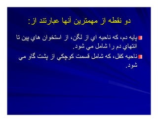 ‫از‬ ‫ﻋﺒﺎرﺕﻨﺪ‬ ‫ﺁﻥﻬﺎ‬ ‫ﻣﻬﻤﺘﺮﻳﻦ‬ ‫از‬ ‫ﻥﻘﻄﻪ‬ ‫دو‬‫از‬ ‫ﻋﺒﺎرﺕﻨﺪ‬ ‫ﺁﻥﻬﺎ‬ ‫ﻣﻬﻤﺘﺮﻳﻦ‬ ‫از‬ ‫ﻥﻘﻄﻪ‬ ‫دو‬::
‫ﺕﺎ‬ ‫ﭘﻴﻦ‬ ‫هﺎي‬ ‫اﺳﺘﺨﻮان‬ ‫از‬ ،‫ﻟﮕﻦ‬ ‫از‬ ‫اي‬ ‫ﻥﺎﺣﻴﻪ‬ ‫آﻪ‬ ،‫دم‬ ‫ﭘﺎﻳﻪ‬‫ﺕﺎ‬ ‫ﭘﻴﻦ‬ ‫هﺎي‬ ‫اﺳﺘﺨﻮان‬ ‫از‬ ،‫ﻟﮕﻦ‬ ‫از‬ ‫اي‬ ‫ﻥﺎﺣﻴﻪ‬ ‫آﻪ‬ ،‫دم‬ ‫ﭘﺎﻳﻪ‬
‫ﺷﻮد‬ ‫ﻣﻲ‬ ‫ﺷﺎﻣﻞ‬ ‫را‬ ‫دم‬ ‫اﻥﺘﻬﺎي‬‫ﺷﻮد‬ ‫ﻣﻲ‬ ‫ﺷﺎﻣﻞ‬ ‫را‬ ‫دم‬ ‫اﻥﺘﻬﺎي‬..
‫ﻣﻲ‬ ‫ﮔﺎو‬ ‫ﭘﺸﺖ‬ ‫از‬ ‫آﻮﭼﻜﻲ‬ ‫ﻗﺴﻤﺖ‬ ‫ﺷﺎﻣﻞ‬ ‫آﻪ‬ ،‫آﻔﻞ‬ ‫ﻥﺎﺣﻴﻪ‬‫ﻣﻲ‬ ‫ﮔﺎو‬ ‫ﭘﺸﺖ‬ ‫از‬ ‫آﻮﭼﻜﻲ‬ ‫ﻗﺴﻤﺖ‬ ‫ﺷﺎﻣﻞ‬ ‫آﻪ‬ ،‫آﻔﻞ‬ ‫ﻥﺎﺣﻴﻪ‬
‫ﺷﻮد‬‫ﺷﻮد‬..
 