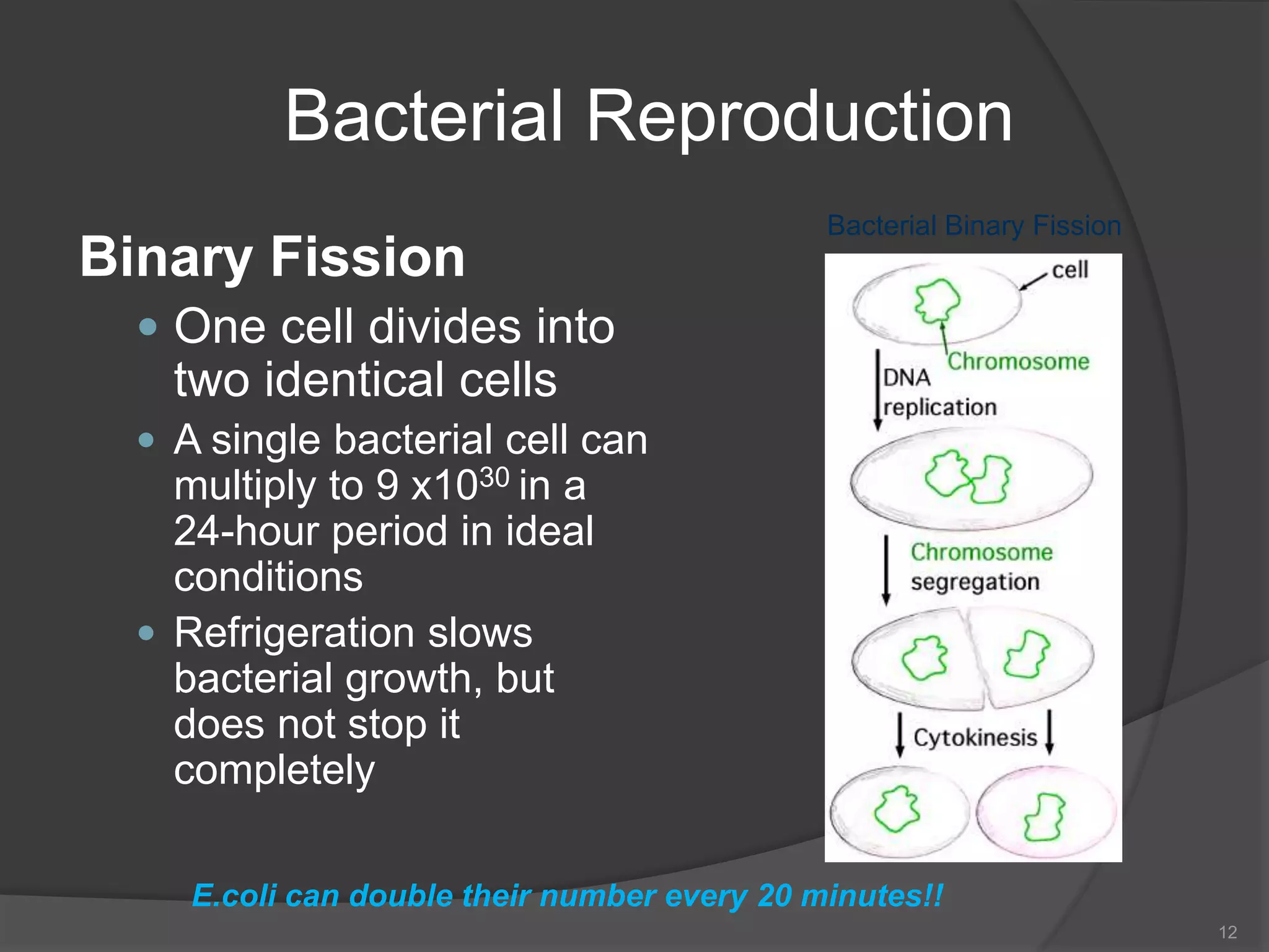 Bacterial Reproduction
Binary Fission
 One cell divides into
two identical cells
 A single bacterial cell can
multiply to 9 x1030 in a
24-hour period in ideal
conditions
 Refrigeration slows
bacterial growth, but
does not stop it
completely
12
Bacterial Binary Fission
E.coli can double their number every 20 minutes!!
 