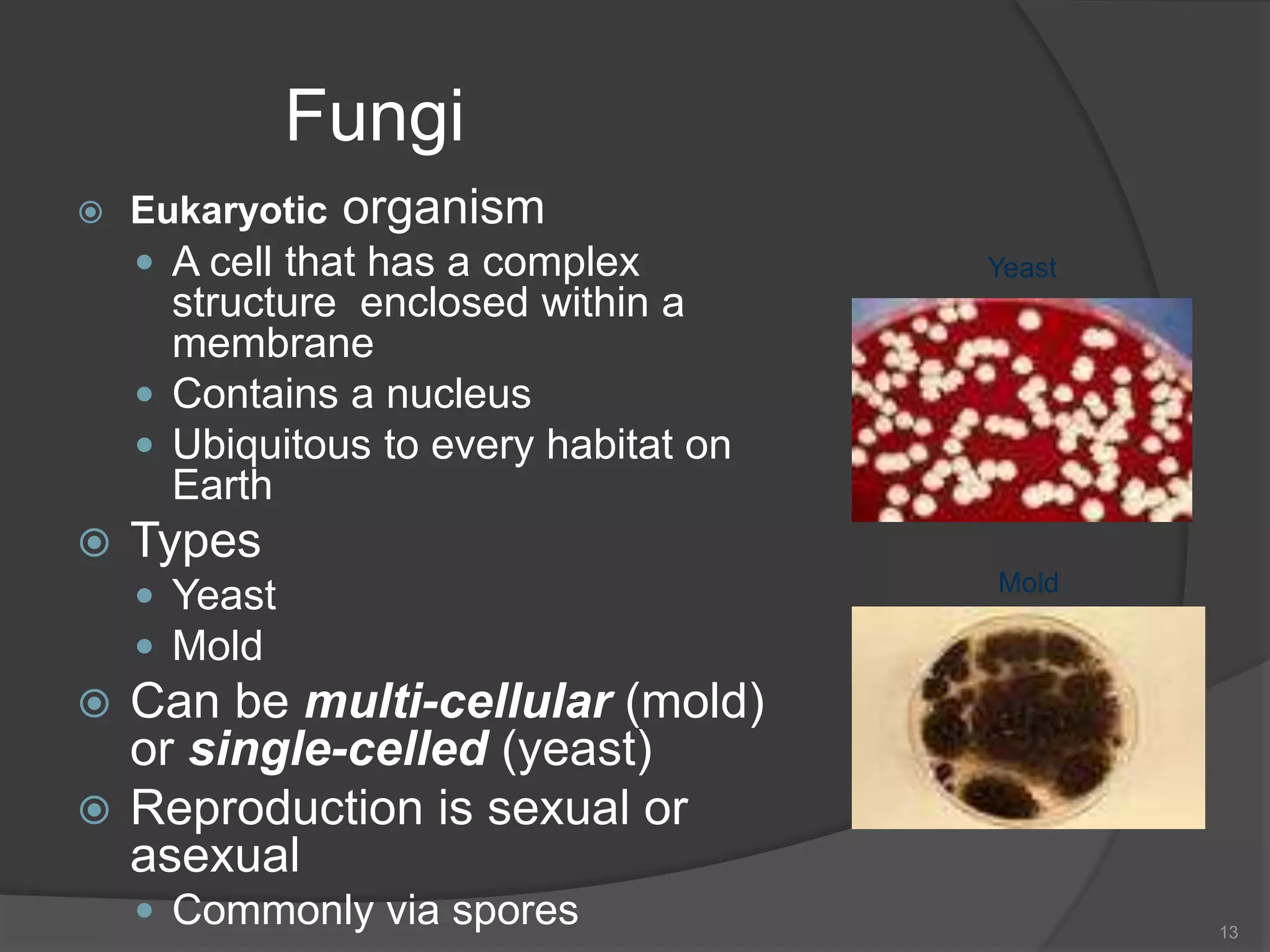 Fungi
 Eukaryotic organism
 A cell that has a complex
structure enclosed within a
membrane
 Contains a nucleus
 Ubiquitous to every habitat on
Earth
 Types
 Yeast
 Mold
 Can be multi-cellular (mold)
or single-celled (yeast)
 Reproduction is sexual or
asexual
 Commonly via spores 13
Mold
Yeast
 