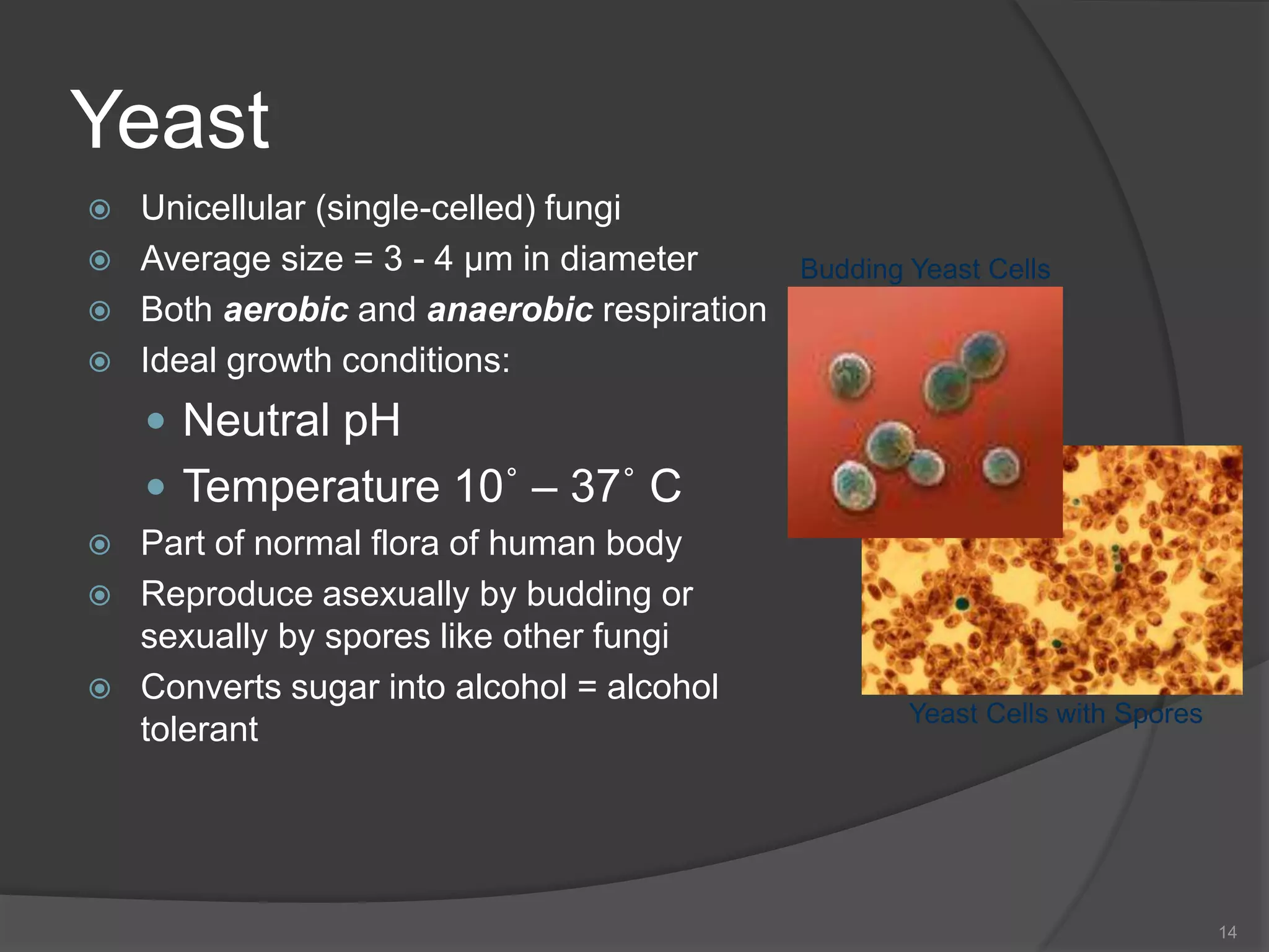 Yeast
 Unicellular (single-celled) fungi
 Average size = 3 - 4 µm in diameter
 Both aerobic and anaerobic respiration
 Ideal growth conditions:
 Neutral pH
 Temperature 10˚ – 37˚ C
 Part of normal flora of human body
 Reproduce asexually by budding or
sexually by spores like other fungi
 Converts sugar into alcohol = alcohol
tolerant
14
Budding Yeast Cells
Yeast Cells with Spores
 