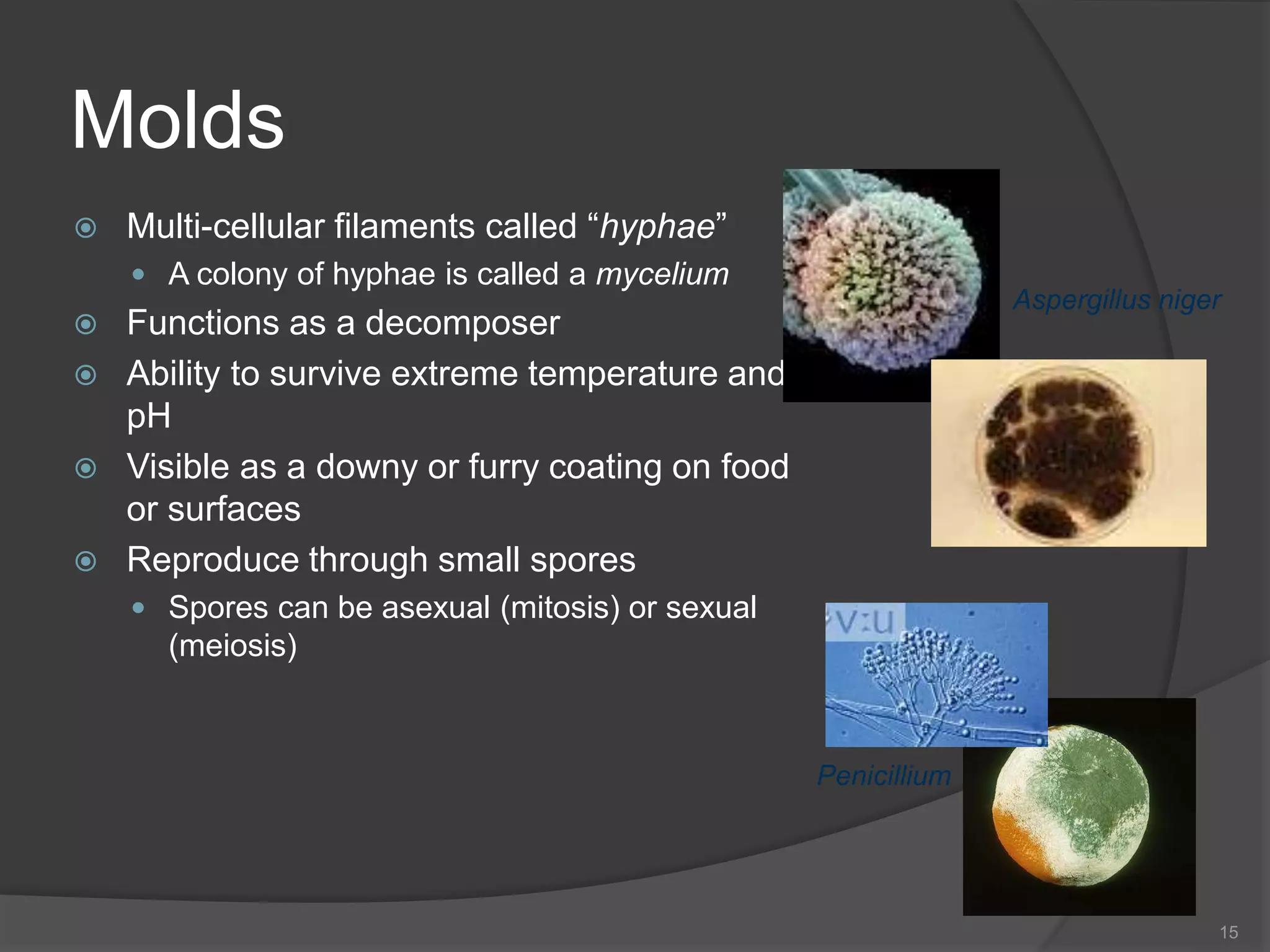 Molds
 Multi-cellular filaments called “hyphae”
 A colony of hyphae is called a mycelium
 Functions as a decomposer
 Ability to survive extreme temperature and
pH
 Visible as a downy or furry coating on food
or surfaces
 Reproduce through small spores
 Spores can be asexual (mitosis) or sexual
(meiosis)
15
Aspergillus niger
Penicillium
 