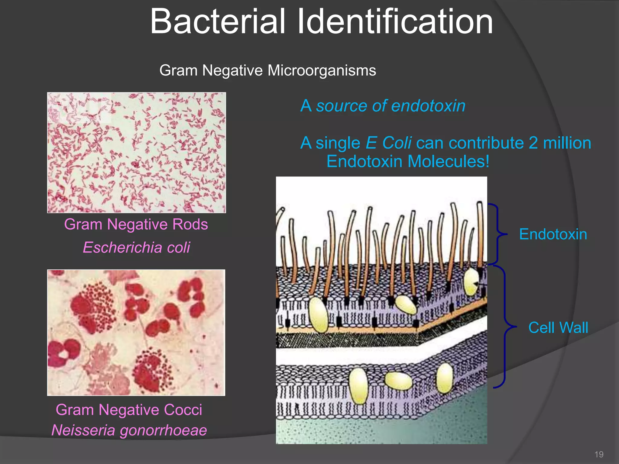 Bacterial Identification
Gram Negative Microorganisms
A source of endotoxin
A single E Coli can contribute 2 million
Endotoxin Molecules!
19
Gram Negative Rods
Escherichia coli
Gram Negative Cocci
Neisseria gonorrhoeae
Endotoxin
Cell Wall
 