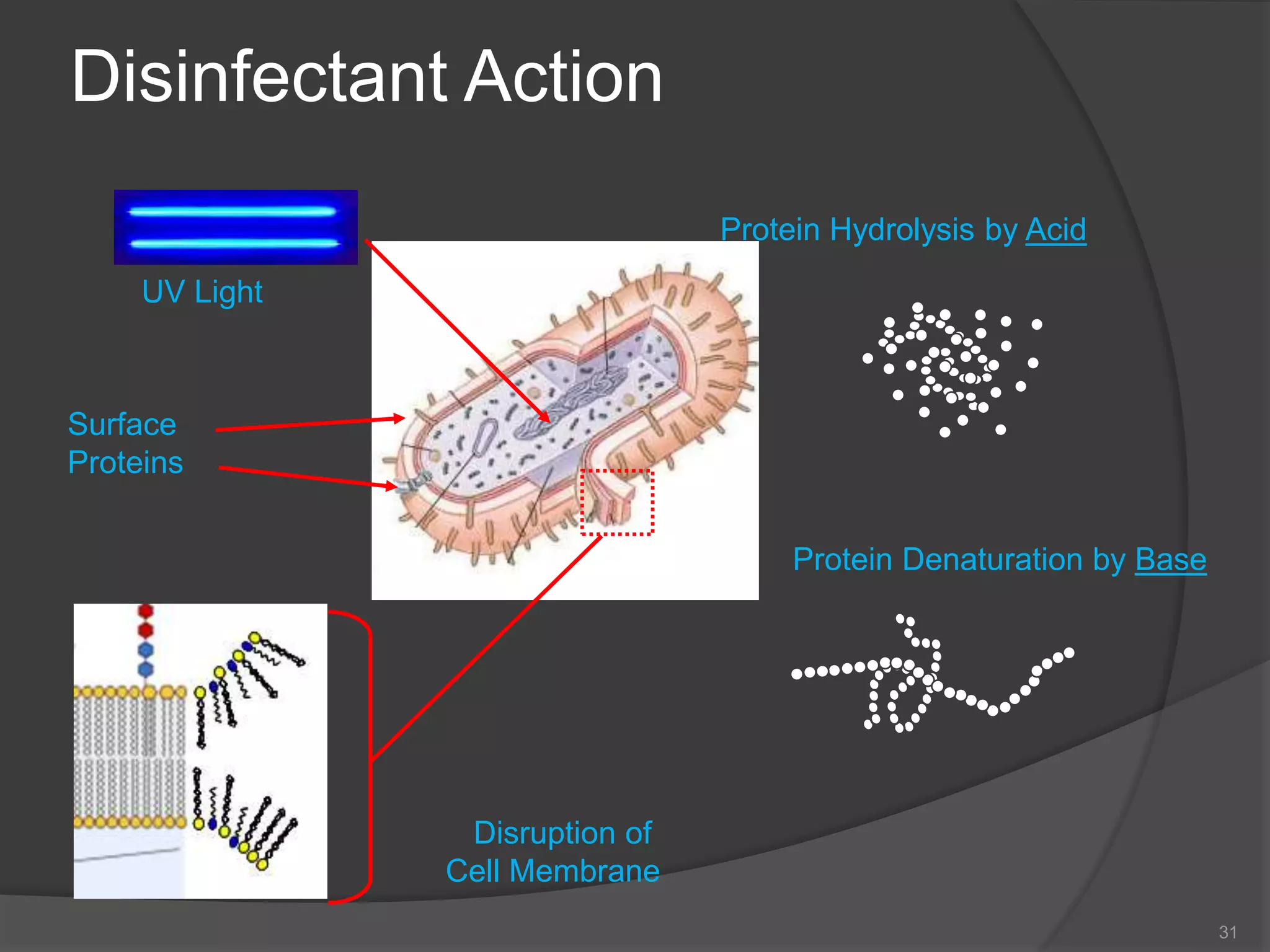 Disinfectant Action
31
UV Light
Surface
Proteins
Protein Denaturation by Base
Disruption of
Cell Membrane
Protein Hydrolysis by Acid
 