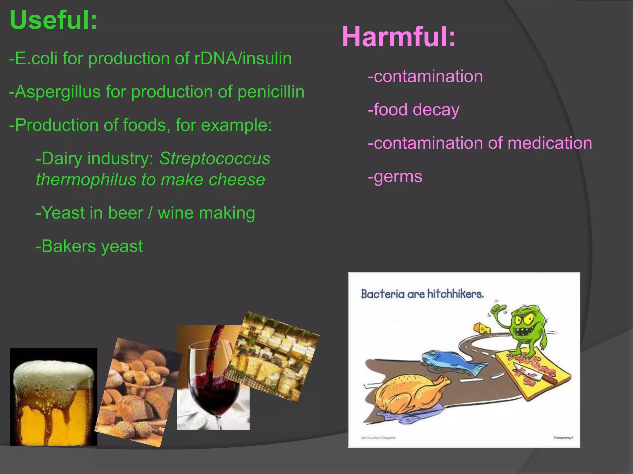 Useful:
-E.coli for production of rDNA/insulin
-Aspergillus for production of penicillin
-Production of foods, for example:
-Dairy industry: Streptococcus
thermophilus to make cheese
-Yeast in beer / wine making
-Bakers yeast
Harmful:
-contamination
-food decay
-contamination of medication
-germs
 