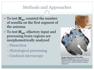 Methods and Approaches
—  To test Ha1, counted the number
of sensilla on the first segment of
the antenna
—  To test Ha2, olfactory input and
processing brain regions are
morphometrically analyzed
¡ Dissection
¡ Histological processing
¡ Confocal microscopy Image taken from Nicole-elise-
fischer.weebly.com, a cross section of a T.
rugatulus brain, emphasizing the mushroom
body (in teal), a region involved in sensory
integration
 