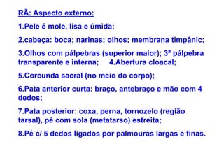 RÃ: Aspecto externo:
1.Pele é mole, lisa e úmida;
2.cabeça: boca; narinas; olhos; membrana timpânic;
3.Olhos com pálpebras (superior maior); 3ª pálpebra
transparente e interna; 4.Abertura cloacal;
5.Corcunda sacral (no meio do corpo);
6.Pata anterior curta: braço, antebraço e mão com 4
dedos;
7.Pata posterior: coxa, perna, tornozelo (região
tarsal), pé com sola (metatarso) estreita;
8.Pé c/ 5 dedos ligados por palmouras largas e finas.
 