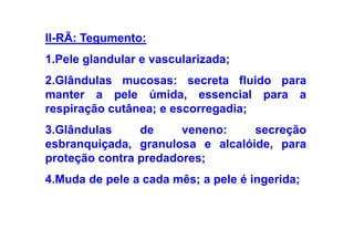 II-RÃ: Tegumento:
1.Pele glandular e vascularizada;
2.Glândulas mucosas: secreta fluido para
manter a pele úmida, essencial para a
respiração cutânea; e escorregadia;
3.Glândulas     de     veneno:    secreção
esbranquiçada, granulosa e alcalóide, para
proteção contra predadores;
4.Muda de pele a cada mês; a pele é ingerida;
 
