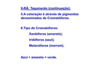 II-RÃ: Tegumento (continuação):
5.A coloração é através de pigmentos
denominados de Cromatóforos.


6.Tipo de Cromatóforos:
     Xantóforos (amarelo);
     Iridóforos (azul);
     Melanóforos (marrom).


Azul + amarelo = verde.
 