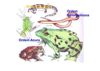 Ordem Caudata
                   Ordem
                   Gymnophiona




Ordem Anura
 