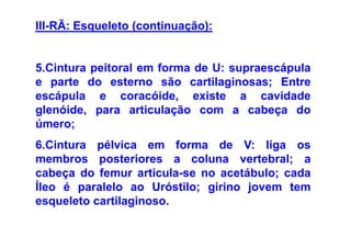 III-RÃ: Esqueleto (continuação):


5.Cintura peitoral em forma de U: supraescápula
e parte do esterno são cartilaginosas; Entre
escápula e coracóide, existe a cavidade
glenóide, para articulação com a cabeça do
úmero;
6.Cintura pélvica em forma de V: liga os
membros posteriores a coluna vertebral; a
cabeça do femur articula-se no acetábulo; cada
Íleo é paralelo ao Uróstilo; girino jovem tem
esqueleto cartilaginoso.
 