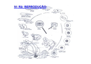 IV- Rã: REPRODUÇÃO:
 