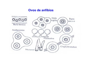 Ovos de anfíbios
 
