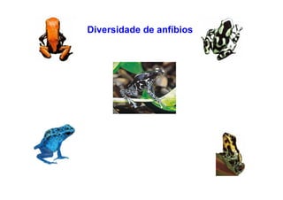 Diversidade de anfíbios
 