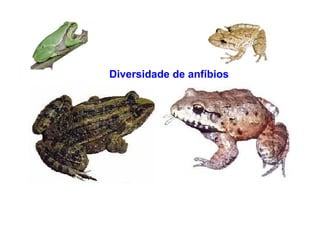 Diversidade de anfíbios
 