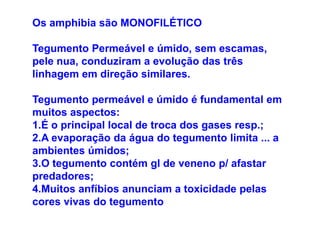 Os amphibia são MONOFILÉTICO

Tegumento Permeável e úmido, sem escamas,
pele nua, conduziram a evolução das três
linhagem em direção similares.

Tegumento permeável e úmido é fundamental em
muitos aspectos:
1.É o principal local de troca dos gases resp.;
2.A evaporação da água do tegumento limita ... a
ambientes úmidos;
3.O tegumento contém gl de veneno p/ afastar
predadores;
4.Muitos anfíbios anunciam a toxicidade pelas
cores vivas do tegumento
 