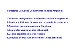 Caracteres Derivados Compartilhados pelos Amphibia:


1.Estrutura do tegumento e importância das trocas gasosas;
2.Papila amphibiorum (á. sensorial na parede da orelha int.);
3.Complexo operculum-plectrum (fundidos);
4.Bastonetes verdes (células retinianas);
5.Dentes pedicelados (coroa + base);
6.Estrutura do músculo levator bulbi (olhos salientes)
 