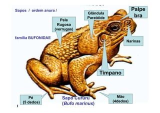 Sapos / ordem anura /                                    Palpe
                                  Glândula
                                  Paratóide               bra
                       Pele
                     Rugosa
                    (verrugas)

família BUFONIDAE
                                                    Narinas




                                         Timpano



       Pé               Sapo Cururu             Mão
   (5 dedos)                                  (4dedos)
                        (Bufo marinus)
 