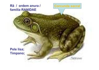 Rã / ordem anura /   Corcunda sacral
família RANIDAE




Pele lisa;
Tímpano;
 