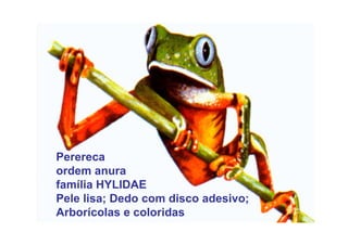 Perereca
ordem anura
família HYLIDAE
Pele lisa; Dedo com disco adesivo;
Arborícolas e coloridas
 