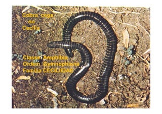 Cobra cega
  ou
Cecília




Classe Amphibia
Ordem Gymnophiona
Familia CECILIIDAE
 