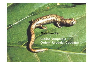 Salamandra
Classe Amphibia
Ordem Urodela (Caudata)
 