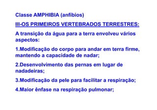 Classe AMPHIBIA (anfíbios)
III-OS PRIMEIROS VERTEBRADOS TERRESTRES:
A transição da água para a terra envolveu vários
aspectos:
1.Modificação do corpo para andar em terra firme,
mantendo a capacidade de nadar;
2.Desenvolvimento das pernas em lugar de
nadadeiras;
3.Modificação da pele para facilitar a respiração;
4.Maior ênfase na respiração pulmonar;
 