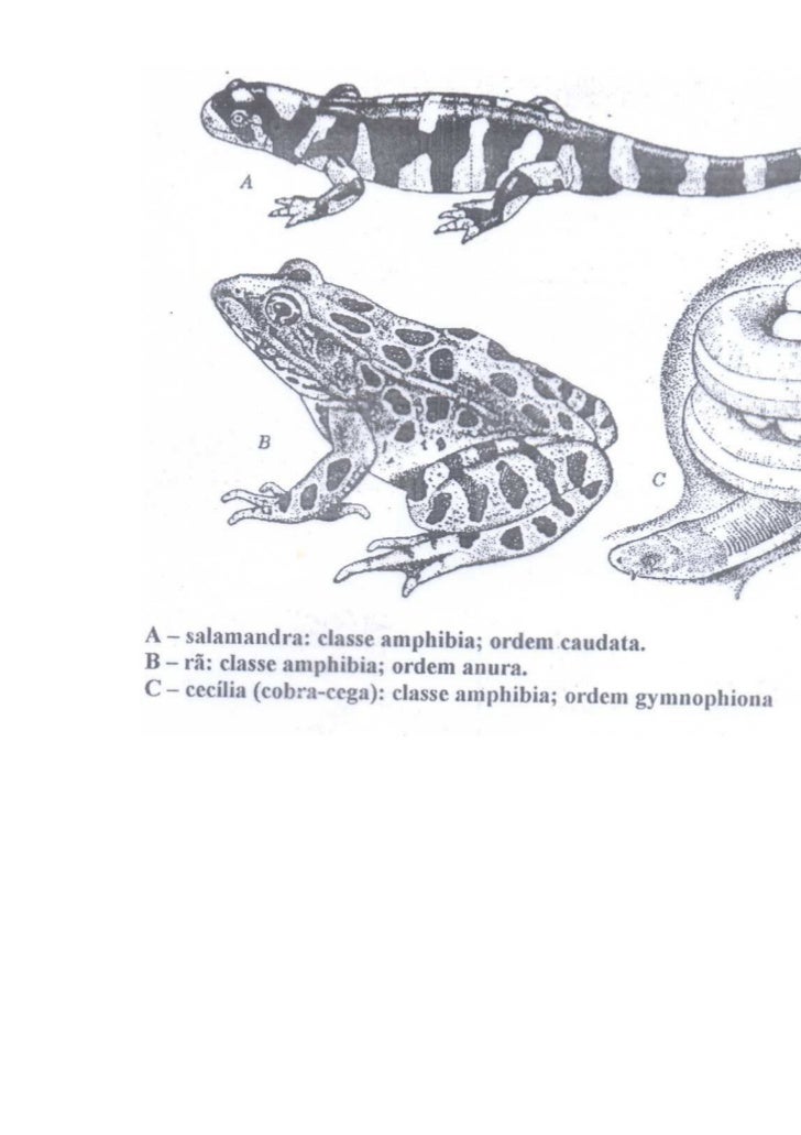 De Acordo Com As Características Gerais Da Classe Amphibia