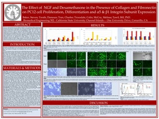 RESULTS
The Effect of NGF and Dexamethasone in the Presence of Collagen and Fibronectin
on PC12 cell Proliferation, Differentiation and α5 & β1 Integrin Subunit Expression
Baker, Steven; Torabi, Damoun; Tran, Charles; Trousdale, Colin; McCoy, Melissa; Tawil, Bill, PhD.
Biomedical Engineering 502 - California State University Channel Islands – One University Drive, Camarillo, CA
DISCUSSION
PC12 cells are derived from the rat adrenal medulla with an embryonic origin, and in the presence of Normal Growth Factor (NGF) will cause the cells to
differentiate creating long processes known as neurite varicosites (Figure 4). Conversely, dexamethasone will cause PC12 cells to differentiate into
chromaffin-like cells with shorter extensions. Our research tested the difference between these two compounds plated with either fibronectin or collagen
at concentrations of 5ug and 10ug. The experiment was carried out in both a 2D and 3D medium to look at all aspects of proliferation, differentiation and
integrin extensions.
Proliferation: 1. Cells treated with NGF and Dexamethasone on a collagen medium proliferated by day 4 in all conditions except collagen 5ug/mL and
NGF. From day 4 to 7 there was shown to be a decrease in proliferation in all conditions except collagen 5ug/mL plus NGF and collagen 10ug/mL plus
Dexamethasone. (Figure 1A). 2. Cells coated with fibronectin showed a decrease in proliferation on day 4 except for the condition of fibronectin at
5ug/mL and dexamethasone and uncoated NGF. On day 7 all cells showed an increase in proliferation. (Figure 1B). 3) In a 3D fibrin construct cells
proliferated from day 1 to 4 and a drastic decrease in proliferation from day 4 to day 7. (Figure 1C).
Differentiation: 1. Collagen was shown to have the greatest extensions on Day 7 on collagen 5ug/mL with NGF. (Figure 2A). 2. Fibronectin exhibited
no extensions on any of the condition (Figure 2B). 3. In a 3D construct no differentiation was observed (Figure 3).
Integrin Expression: 1. PC12 cells demonstrate a decrease in expression of Alpha-5 integrin from day 1 to day 7. 2. PC12 cells demonstrate a
decrease in expression of Beta-1 integrin from day 1 to day 7.
The data suggests that PC12 cells on collagen proliferate the best sometime before day 7, and past 7 days on fibronectin. Future studies should check
time points before and after day 4 to access proliferation on collagen. Fibronectin studies should extend the experiment past 7 days in order to determine
the maximum time of proliferation. Das and colleagues determined that cell differentiation in NGF will be at a maximum after 6 days time (2004).
However, our results showed the greatest differentiation on collagen at day 7. This conflict needs to be verified by observing the cells at day 6 and day 8.
The images of this experiment depict no extensions on fibronectin, future studies should verify the possibility of extensions on fibronectin (Rossino,
1990). Future studies will look at proliferation, differentiation, and integrin expression of PC12 cells in a fibrin 3D construct while influenced by NGF and
Dexamethasone.
Proliferation and differentiation are the most important steps when beginning any experiment involving
the use of living cells whether it be in vitro drug testing, genetic study or immunohistochemistry and in
many cases requires the utilization of an extracellular matrix and the influence of specific growth
factors.
The PC12 suspension cell line has been known to differentiate based upon the growth factor involved,
developing neurite varicosities when exposed to Nerve Growth Factor (NGF). PC12 cells have also
been shown to have a greater number of extensions when treated with cellular gangliosides (Li, 1998).
When treated with Dexamethasone PC12 cells differentiate chromaffin-like structures. However,
Jameson has shown this condition inhibits proliferation and neuriite extension. In an extracellular
matrix of fibronectin or an environment lacking an extracellular matrix in which it becomes difficult for
the PC12 cells integrins to attach, an introduced growth factor has been shown to have the function of
limiting the proliferation of cells with no evidence of differentiation of the cells. A collagen extracellular
matrix has been shown to be a greater candidate for cellular attachment of PC12 cells, most obviously
when exposed to NGF and showing neurite growth.
Immunohistochemistry is used to observe the secretion of collagen and fibronectin from PC12 cells
using collagen and fibronectin primary and secondary antibodies. FACS analysis techniques are used
to show Alpha-5 and Beta-1 integrin subunit antibodies to observe the expression of Alpha and Beta
integrin subunits in PC12 cells.
INTRODUCTION
ABSTRACT
PC12 is a cell line derived from the pheochromocytoma of the rat adrenal medulla, that have an
embryonic origin from the neural crest that has a mixture of neuroblastic cells and eosinophilic cells.
We observed proliferation vs differentiation ratio in fibronectin and collagen matrix in presence and
absence of Nerve Growth Factor (NGF) and Dexamethasone at Day 1, Day 4, and Day 7. A
constant concentration of NGF (50 ng/ml) and Dexamethasone (5µM) were used during the
experiment but for each collagen or fibronectin matrix, we had variations of 5µg/ml or 10µg/ml
coated wells and also uncoated wells. There is no evidence of differentiation in presence of NGF
and Dexamethasone in fibronectin coated wells. However, in collagen coated wells, the proliferation
clearly decreases and we can see an obvious differentiation of PC12 cells even in Day 4. NGF
alters neurite growth and Dexamethasone causes formation of chromaffin-like cells. The
proliferation rate was also measured in a 3D matrix environment. We also so observed the
expression of Alpha-5 and Beta-1 integrin subunits in PC12 Cells in 2D environment on Day 1
versus 3D environment on Day 7 by FACS analysis. Using the Immunohistochemistry technique to
observe the secretion of fibronectin and collagen by PC12 cells did not give us a clear result.
40Fibrinogen: 20Thrombin20Fibrinogen: 20Thrombin
Figure 3. PC12 Cells proliferation microscopy on day 1,
4 and 7 in 3D Fibrin construct PC12 cells seeded in a 3D
fibrin construct at 40mg Fibrinogen (F):20mg Thrombin (T)
or 20mg F:20mg T. Proliferation was imaged via inverted
microscope at Day 1, 4, and 7.
Results
1. No differentiation observed in either construct condition.
5ug Collagen + NGF 10ug Collagen + NGF 5ug Collagen+Dexamethasone 10ug Collagen+Dexamethasone 5ug Fibronectin + NGF 10ug Fibronectin + NGF 5ug Fibronectin+Dexamethasone 10ug Fibronectin+Dexamethasone
Day1
Day4
Day7
Figure 2. PC12 Cells proliferation microscopy on day 1, 4 and 7 on Collagen, Fibronectin and 3D Fibrin construct A) PC12 cells seeded on 5µg or 10µg collagen coated wells treated with either NGF at 50ng or Dexamethasone at 5mM. Proliferation was
imaged via inverted microscope at Day 1, 4, and 7. B) PC12 cells seeded on 5µg or 10µg fibronectin coated wells treated with either NGF 50ng or Dexamethasone at 5mM. Proliferation was imaged via inverted microscope at Day 1, 4, and 7.
Results
1. PC12 cells cultured on collagen (5µg and 10µg) and treated with NGF at 50ng exhibited extensive neurite growth while treatment with dexamethasone (5mM) induced chromaffin-like morphology. This morphology change indicates an increase in
differentiation which in turn decreases the proliferation rate. 2. PC12 cells cultured on fibronectin (5µg and 10µg) showed an increase in proliferation. Additionally, no neurite growth or chromaffin-like morphology was observed when treated with NGF at 50ng or
dexamethasone (5mM) respectively.
Figure 5. FACS analysis of α-5 and β-1 integrin subunit expression in PC12 cells in Day 1
(2D) medium and Day 7 (3D) medium.
Results
1. Both α -5 and β -1 expression decreases after 7 days in 3D fibrin construct.
β-1
Day1
Day7
MATERIALS & METHODS
Cell Culture: Pheochromocytoma (PC12) cells were grown in Roswell Park Memorial Institute
(RPMI) 1640 medium containing 10% heat inactivated horse serum and 5% FBS.
2D Proliferation: In the 2D proliferation assay, cells were seeded in 24-well plates initially coated
with 5ng or 10ng of fibronectin or collagen at an initial density of 10,000 cells and stored at 37oC.
After 1, 4, and 7 days, the cells were then extracted from the wells, placed into microfuge tubes, and
centrifuged for 3 minutes at 13.3k rpm. After centrifugation, the supernatant was discarded and the
cells were washed in 500µL PBS and centrifuged again at the same settings. Following this, the PBS
supernatant was discarded, the cells were resuspended in 150µL live-dead stain, and then allowed to
incubate at room temperature in the dark for 15 minutes. Fluorescent samples were quantified using
the FilterMax F5 multimode micro plate reader and imaged using Cy3 filter on an inverted
microscope fitted with QImaging camera and QCapture Pro imaging software. NGF and
Dexamethasone stock solutions were diluted in RPMI to obtain 30mL samples of 50ng NGF and 2µg
dexamethasone. The cells were then diluted into the NGF and dexamethasone solutions to obtain a
concentration of 60,000 cells/mL. 500µL of each solution was added to 24-well plates initially coated
with 5ng and 10ng of collagen or fibronectin to reach a seeding density of 10,000 cells per well. Cells
were then treated and analyzed after 1, 4, and 7 days of incubation as previously described.
3D Proliferation: In the 3D proliferation assay, cells were seeded in 24-well plates initially coated
with 20mg or 10mg Fibrin at an initial density of 10,000 cells and stored at 37oC. After 1, 4, and 7
days, wells were treated and analyzed as previously described.
Flow Cytometry: On Day 1, PC12 cells were removed from the incubator, transferred to a 15mL
falcon tube and centrifuged at 13.3k rpm for 3 minutes. The supernatant was discarded after
centrifugation and the cells were resuspended in trypsin. Fresh media was added to neutralize the
trypsin. 20µL of the cell solution was used to obtain the cell density of 5.9x106 cells/mL. 25.42µL of
the cell solution was then added to 574µL of cold PBS. The cell/PBS solution was aliquot into 6 1.5
microfuge tubes at a volume of 100µL. 2.5µL of Alpha-5 antibody was added to the first two tubes
with the same volume of Beta-1 antibody being added to the next two tubes. The tubes were then
placed on ice and allowed to incubate in the dark for 1 hour. At this point, the fibrin clot for Day 7
analysis was made by adding 25.42µL cell solution to 874.58µL fibrinogen. 150µL of this
cell/fibrinogen solution was added to a 12-well plate along with 150µL thrombin and allowed to sit at
room temperature for 1 hour. 500µL of plain media was added to each well. After the 1 hour of
incubation with antibodies, the FACS analysis of each tube was conducted using the Guava
easyCyte apparatus. On Day 7, the cells were transferred to 1.5mL microfuge tubes and centrifuged
at 500 rpm to separate the cells from residual fibrin while preserving the integrin expression. The
media supernatant was then discarded and the cells were washed twice with 500µL PBS and
centrifuged at the same settings in between each wash. Steps regarding the addition of antibodies
and quantifying via flow cytometer were performed as described above.
Collagen 5+NGF Collagen 5+Dex Collagen 10+NFG Collagen 10+Dex Uncoated+NGF Uncoated+Dex
Day 0 100 100 100 100 100 100
Day 4 89.19342699 120.8813901 250.7410636 276.3739763 215.3933947 665.2361544
Day 6 114.3564977 78.16670864 174.7311828 368.7079163 111.5700121 288.5878686
-50
50
150
250
350
450
550
650
750
Proliferation of PC12 cells on collagen in the presence of NGF and Dexamethsone
Day 0
Day 4
Day 6
Fibronectin 5ug/mL+NGFFibronectin 5ug/mL+DexFibronectin 10ug/mL+NFGFibronectin 10ug/mL+Dex Uncoated+NGF Uncoated+Dex
Day 0 100 100 100 100 100 100
Day 4 79.39317954 376.893717 58.71634083 20.77693557 245.987977 88.5742362
Day 6 559.6339017 2183.763946 1332.725931 383.1009746 666.8191323 768.2597803
-500
0
500
1000
1500
2000
2500
Proliferation of PC12 cells on fibronectin in the presence of NGF and Dexamethsone
Day 0
Day 4
Day 6
Fibrin40 + Cells Fibrin40 - Cells Fibrin20 + Cells Fibrin20 - Cells Cell+Media Media
Day0 100 100 100 100 100 100
Day4 255.9037641 250.5743799 252.3017789 246.5465376 104.0298226 215.5080406
Day7 34.2879317 64.88969468 7.396482028 66.09679821 17.42945384 54.36498295
-50
0
50
100
150
200
250
300
CellProliferation
PC12 Cell Proliferation in 3D Fibrin
Day0
Day4
Day7
Figure 1. PC12 Cells proliferation data on day 1, 4 and 7 on Collagen, Fibronectin and in3D Fibrin construct. A). PC12 cells seeded on 5µg or 10µg collagen coated wells treated with either NGF at 50ng or Dexamethasone at 5mM. Proliferation was measured via microplate reader at Day 1, 4, and 7. B) PC12
cells seeded on 5µg or 10µg fibronectin coated wells treated with either NGF 50ng or Dexamethasone at 5mM. Proliferation was measured via microplate reader at Day 1, 4, and 7. C) PC12 cells seeded in a 3D fibrin construct at 40mg Fibrinogen (F):20mg Thrombin (T) or 20mg F:20mg T. Proliferation was measured
via microplate reader at Day 1, 4, and 7.
Results
1. The proliferation of PC12 cells treated with NGF and Dexamethasone on collagen decreased by Day 7 due to differentiation. 2. The proliferation of PC12 cells treated with NGF and dexamethasone on fibronectin increased by day 7. 3. The proliferation of untreated PC12 cells on fibrin clot increases on Day 4 and a
decrease on day 7 due to the breakdown of the clot
A) B) C)
Figure 4 Brightfield images comparing differentiation of PC12 cells on collagen treated with NGF versus dexamethasone. A&B) PC12 cells treated with NGF at 50ng and cultured on wells coated with
collagen exhibit neurite growth. C&D) PC12 cells treated with dexamethasone at 2mM on collagen exhibits chromaffin-like morphology.
Results
1. PC12 cells in images A and B treated with NGF (50ng) and grown on collagen (5ug) coated well displayed neurite extensions on day 7 and 4 respectively. 2. PC12 cells treated with dexamethasone (5mM)
and grown on collagen (5ug) coated well become chromaffin-like by day 7 (image C and D at 100x and 200x respectively)
A) B) C) D)
References
1. Jameson,Seidler FJ,Qiao D,Slotkin TA Neuropsychopharmacology. 2006 Aug;31(8):1647-58
2. Das, Freudenrich TM, Mundy WR. 2004 Neurotoxicol Teratol. 26(3) 397-406.
3. Rossino P, Gavazzi, Timpl. 1990 Exp Cell Res. 189(1) 100-8.
α-5
Day1
Day7
 