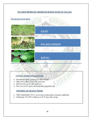40
ON FARM PROBLEMS OBSERVED DURING RAWE IN VILLAGE
Weeds observed in wheat
CONTOL OF BROADLEAF WEEDS
 Metsulfuron(Algrip) @ 8g/acre in 150L of water
 500g 2,4-D sodium salt in 150L water/acre
 600 ml 2,4-D ester in 150L water/acre
 Don’t use 2,4-D in gram, sarson and other broad leaf crop
CONTROL OF GRASSY WEEDS
 520G Pendimethalin 30 E.C./acre as post sowing and pre emergence application
 Clodienafop 15% WP @ 160g/acre at 30-35 days after sowing
GAJRI
•
• PHLARIS MINOR
• BATHU
 