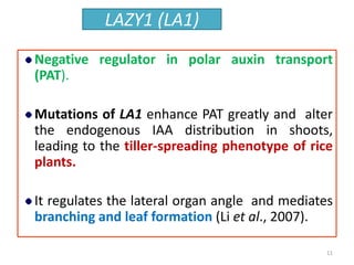 LAZY1 (LA1)
Negative regulator in polar auxin transport
(PAT).
Mutations of LA1 enhance PAT greatly and alter
the endogenous IAA distribution in shoots,
leading to the tiller-spreading phenotype of rice
plants.
It regulates the lateral organ angle and mediates
branching and leaf formation (Li et al., 2007).
11
 