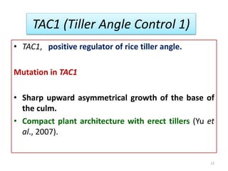 TAC1 (Tiller Angle Control 1)
• TAC1, positive regulator of rice tiller angle.
Mutation in TAC1
• Sharp upward asymmetrical growth of the base of
the culm.
• Compact plant architecture with erect tillers (Yu et
al., 2007).
12
 
