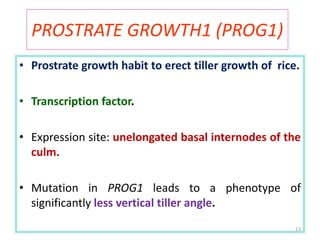 Prog1 Rice seminar final | PPTX