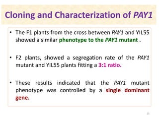Cloning and Characterization of PAY1
• The F1 plants from the cross between PAY1 and YIL55
showed a similar phenotype to the PAY1 mutant .
• F2 plants, showed a segregation rate of the PAY1
mutant and YIL55 plants ﬁtting a 3:1 ratio.
• These results indicated that the PAY1 mutant
phenotype was controlled by a single dominant
gene.
25
 