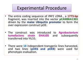 Experimental Procedure
• The entire coding sequence of PAY1 cDNA , a 1773-bp
fragment, was inserted into the vector pCAMBIA1301
driven by the maize Ubiquitin promoter to form the
over expression construct pOE.
• The construct was introduced to Agrobacterium
tumefaciens strain EHA105 and subsequently
transferred into YIL55.
• There were 18 independent transgenic lines harvested,
and two lines (pOE6 and pOE8) were used for
phenotypic evaluation.
29
 