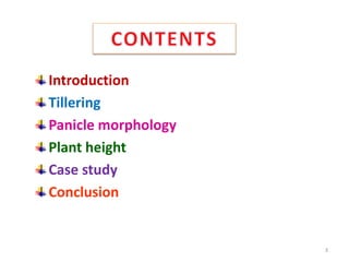 Introduction
Tillering
Panicle morphology
Plant height
Case study
Conclusion
3
 