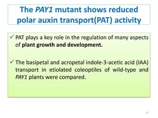 The PAY1 mutant shows reduced
polar auxin transport(PAT) activity
 PAT plays a key role in the regulation of many aspects
of plant growth and development.
 The basipetal and acropetal indole-3-acetic acid (IAA)
transport in etiolated coleoptiles of wild-type and
PAY1 plants were compared.
31
 